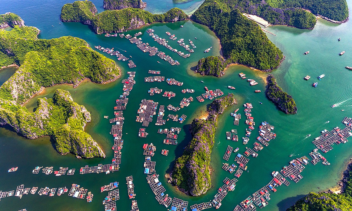 soi cầu Tiền Giang