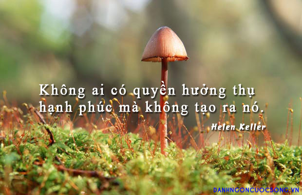 soi cầu Đồng Tháp