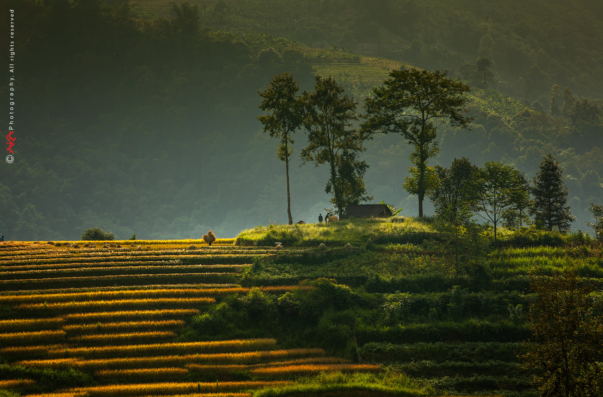 soi cầu Long An