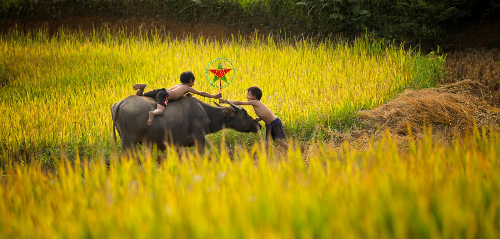 soi cầu Bình Định